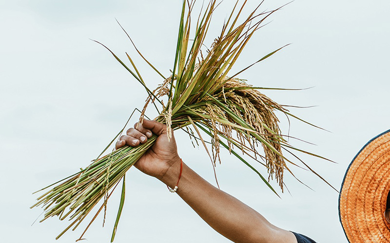From Bali’s Sacred Fields to Your Table